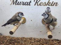 Her türden salmaya alışık finch