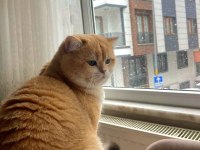 Golden british shorthair son erkek