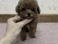 Toy Poodle İçin Bize Ulaşın