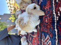 Mini lop tavşan yavruları evcil