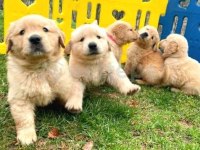 2 Aylık Oynak Golden Retriever Yavrularım