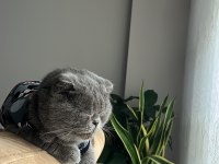 Güzel scottish fold kızıma yuva arıyorum