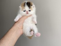 Calico safkan exotic shorthair bebek