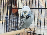 Show jumbo muhabbet kuşu