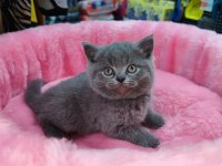 Scottish fold yavru kediler