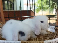 Hollanda teddy lop tavşanlar sütten kesilenler