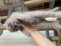 Yavru scottish fold orijinal ırk