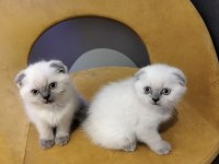 British shorthair yavrular