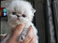 SAFKAN İRAN KEDİSİ YAVRULARI