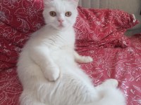 Beyaz british shorthair