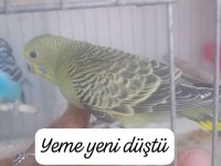Yavru muhabbet kuşları