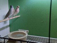 2024 silver takım finch