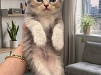 1 Aylık Longhair Yavru Kedilerimiz