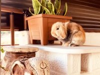 4 yaşında lop tavşanımız sahiplendirilecektir