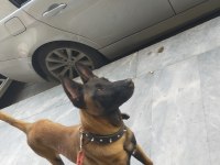 7 Aylık Temel İtaat Sertifikalı Belçika Kurdu