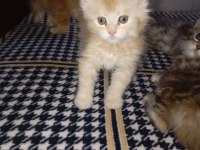 Rus kanı maine coon yavrular