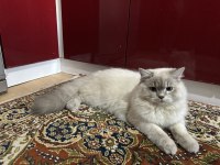 8 Aylık erkek british longhair
