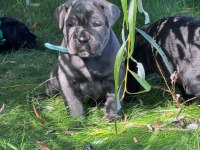 Son Derece Sağlıklı Ve Kaliteli Cane Corso Bebekler