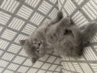 British Shorthair Kedimiz