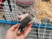 1 Aylık Dumbo Rat Yavruları 1 Naked 2 Husky