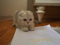 6 Aylık Scottish Fold