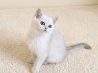 Muhteşem British Shorthair Silver dişi yavru