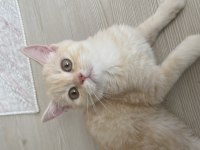 British shorthair yavru 3.5 aylık