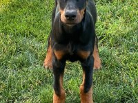 DOBERMANLAR BAZI ŞEYLERİN AÇIKLAMAYA İHTİYACI YOKTUR