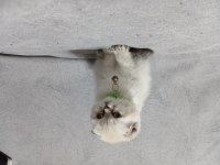 Scottish fold yavrusu