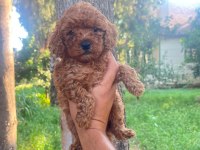 A kalite 1. Sınıf Toy poodle yavrular