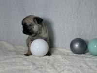 PUG (MOPS) A KALİTE IRK GARANTİLİ YAVRULAR