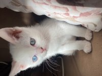 Sahiplendirilecektir british shorthair