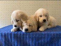 Erkek dişi golden retriever yavrularımız