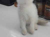 British shorthair yavru