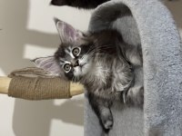 Maine Coon Güzel Kızımız