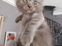 Ücretli sahiplendirme scottish fold