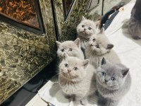 British shorthair bayram şekerleri