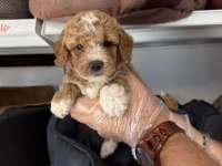BABYFACE MALTİPOO YAVRULARIMIZ