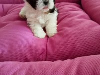 Aile ortamında shih tzu bebekler