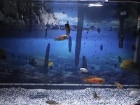 Mücevher cichlid
