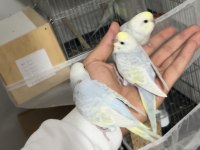Renk güzelleri ele alışık rainbow muhabbet kuşu bebekler