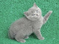 Erkek British Shorthair