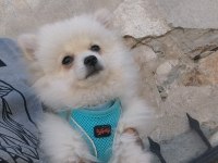 Evinizin sevgi yumağı pomeranian boo