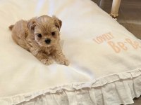 A kalite maltipoo yavrular