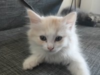 Sarı Prenses Kedimiz