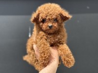 Ankarada ziyarete açık redbrown toy poodle lar