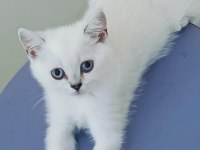 3 british kızımız yeni sahiplerini bekliyor