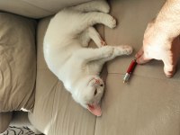 Sevimli kızımıza yeni ev arıyoruz kedimize
