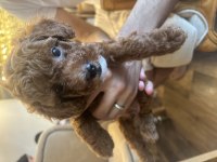 1.5 aylık erkek kahverengi kore toy poodle