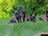 Safkan Belçika Malinois Bebekler